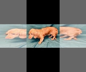 Dachshund Puppy for sale in WHITE OAK, GA, USA