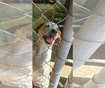 Small #3 Catahoula Leopard Dog