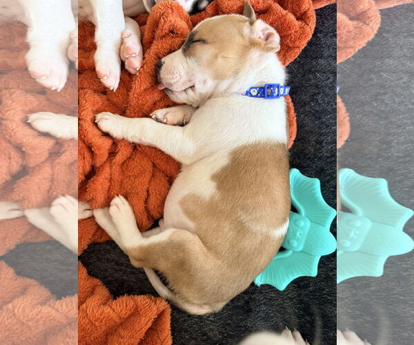 Medium Photo #3 American Staffordshire Terrier-Unknown Mix Puppy For Sale in Holly Springs, NC, USA