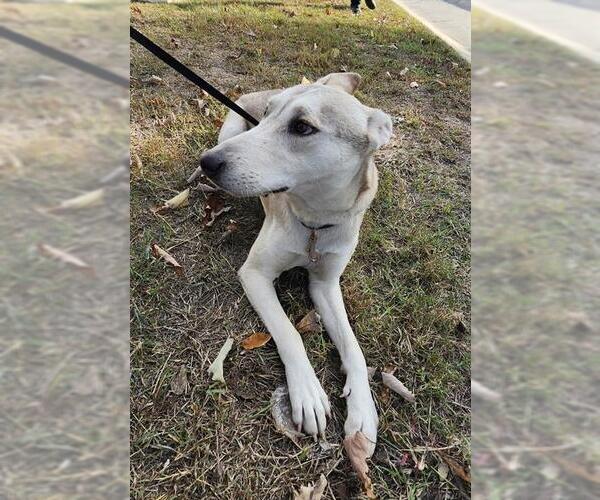 Medium Photo #1 Siberian Husky-Unknown Mix Puppy For Sale in San Antonio, TX, USA