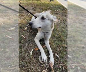 Siberian Husky-Unknown Mix Dogs for adoption in San Antonio, TX, USA