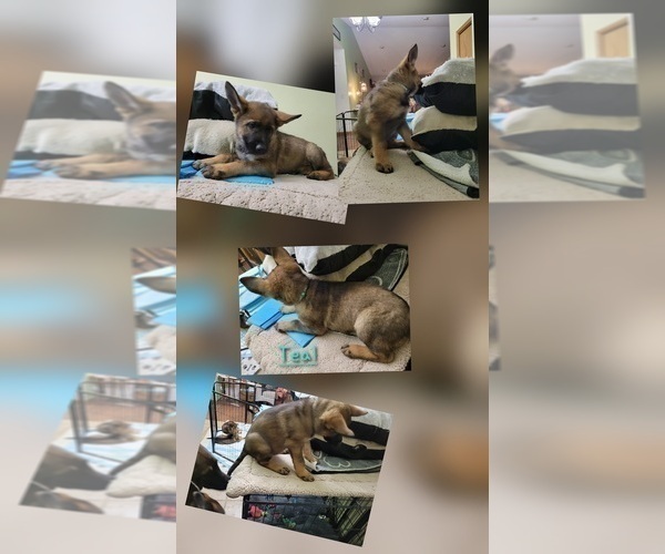 Medium Photo #1 German Shepherd Dog Puppy For Sale in SAINT CROIX FALLS, WI, USA