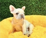 Small French Bulldog