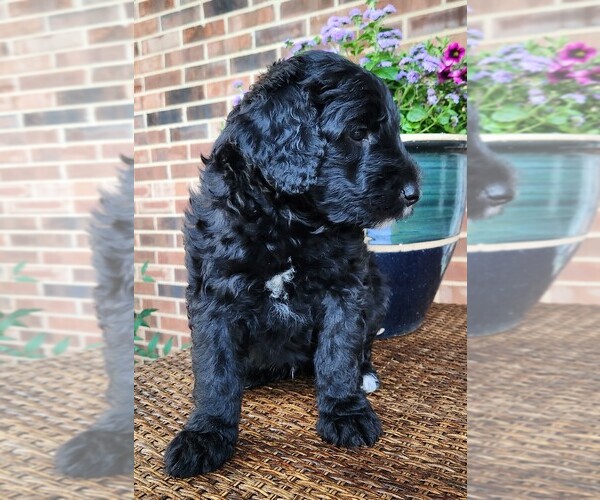 Medium Photo #4 Aussiedoodle Puppy For Sale in COLUMBIA, TN, USA