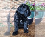 Small #3 Aussiedoodle