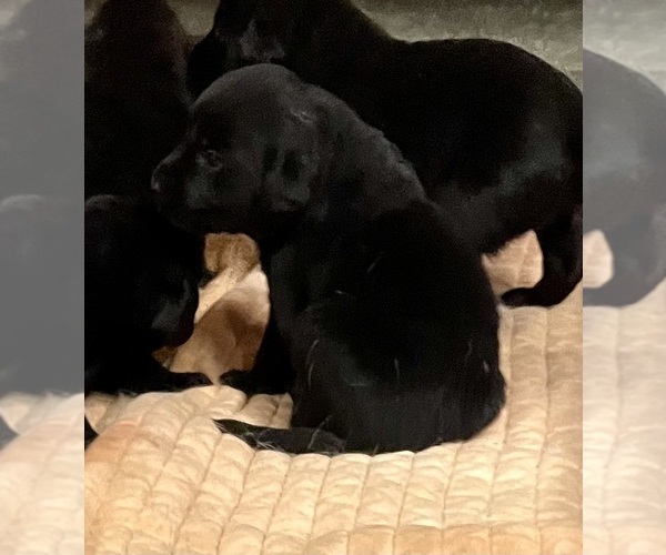 Medium Photo #4 Labrador Retriever Puppy For Sale in KINGSTON, GA, USA