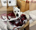 Small #4 Dogo Argentino-Labrador Retriever Mix