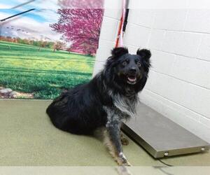 Australian Shepherd Dogs for adoption in Moreno Valley, CA, USA