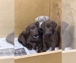 Puppy Samson Labrador Retriever