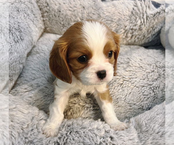 Medium Photo #1 Cavalier King Charles Spaniel Puppy For Sale in ROSEMEAD, CA, USA