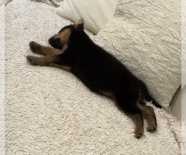 Medium Photo #4 German Shepherd Dog-Unknown Mix Puppy For Sale in Brooklyn, NY, USA