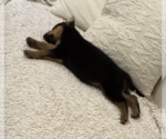 Small #3 German Shepherd Dog Mix
