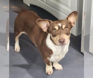 Basset Hound-Jack Russell Terrier Mix Dogs for adoption in Walnutport, PA, USA