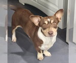 Small Basset Hound-Jack Russell Terrier Mix