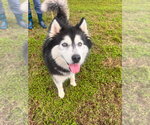 Small #5 Alaskan Malamute Mix