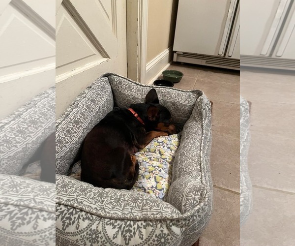 Medium Photo #5 Dachshund-Unknown Mix Puppy For Sale in Gulfport, MI, USA