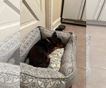 Small #4 Dachshund Mix