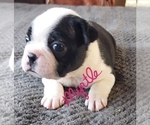 Small Photo #8 Boston Terrier Puppy For Sale in LEXINGTON, IN, USA