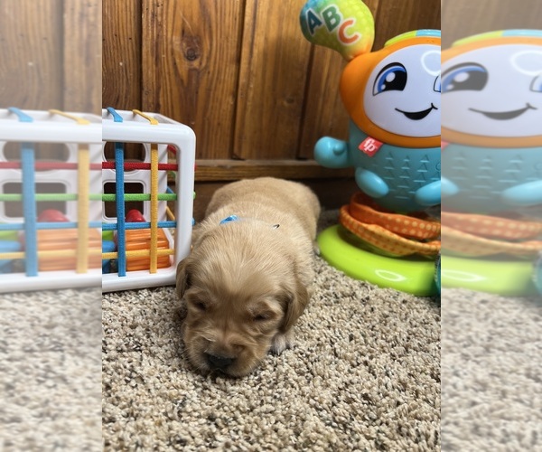 Medium Photo #9 Golden Retriever Puppy For Sale in NEOLA, WV, USA