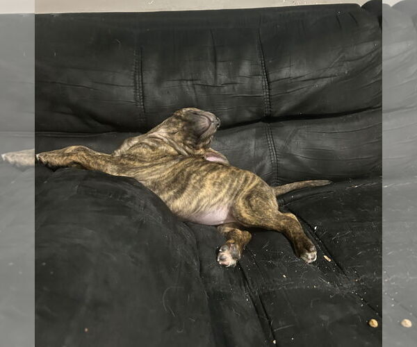 Medium Photo #3 Mutt Puppy For Sale in Fargo, ND, USA