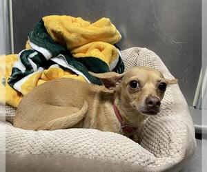 Medium Chihuahua
