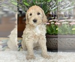 Small Photo #15 Australian Labradoodle Puppy For Sale in WASHINGTON, NC, USA