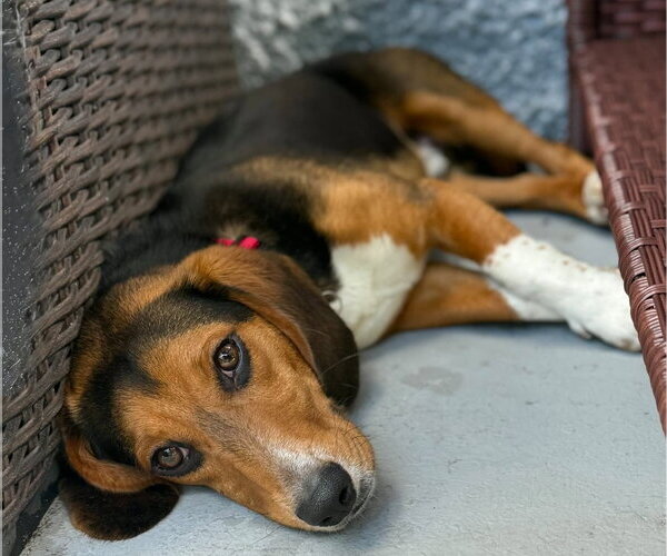 Medium Photo #9 Beagle Puppy For Sale in Dunnellon, FL, USA