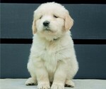 Puppy Dopey Yellow Golden Retriever