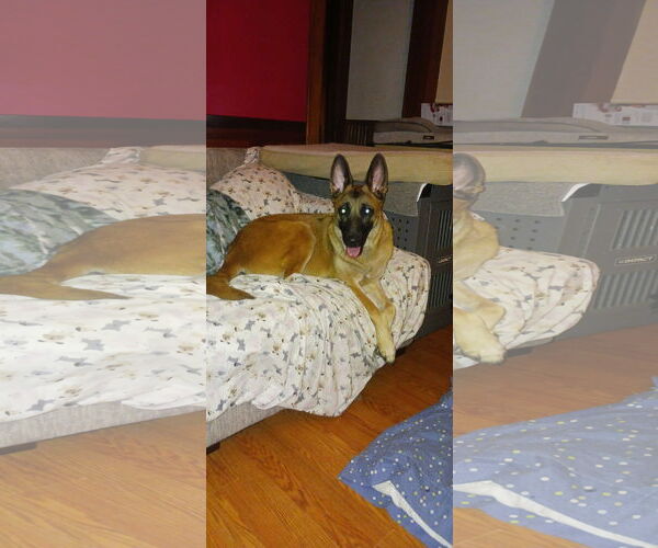 Medium Photo #3 Mutt Puppy For Sale in Stevens Point, WI, USA