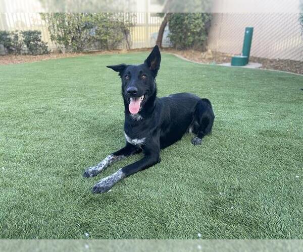 Medium Photo #1 German Shepherd Dog-Unknown Mix Puppy For Sale in Corona, CA, USA