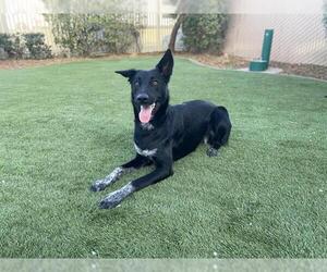 German Shepherd Dog-Unknown Mix Dogs for adoption in Corona, CA, USA