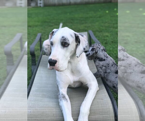 Medium Photo #3 Great Dane Puppy For Sale in Bullard, TX, USA