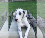 Small #2 Great Dane