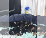 Small #6 Dachshund