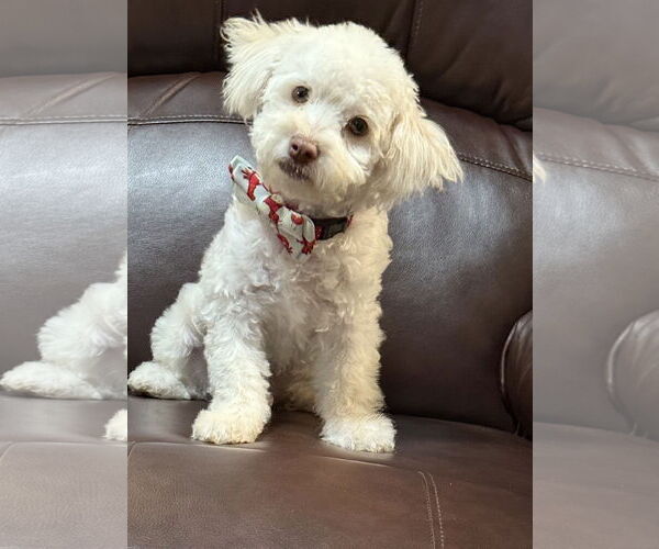 Medium Photo #2 Maltipoo Puppy For Sale in Phoenix, AZ, USA