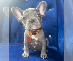 French Bulldog Puppy for sale in ATLANTA, GA, USA