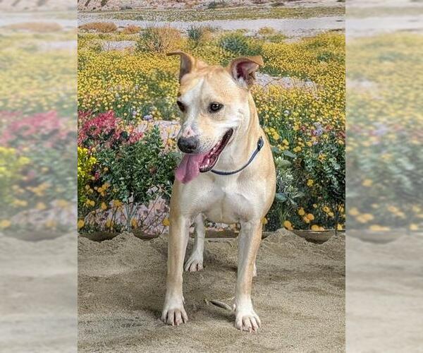 Medium Photo #1 Mutt Puppy For Sale in Riverside, CA, USA