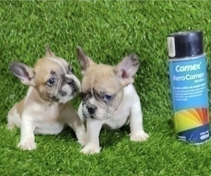 French Bulldog Puppy for sale in LAS VEGAS, NV, USA