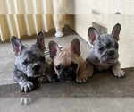 Small French Bulldog