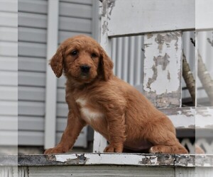 Goldendoodle-Poodle (Miniature) Mix Puppy for sale in GORDONVILLE, PA, USA
