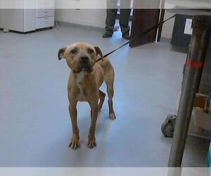 Boxer Dogs for adoption in Fayetteville, NC, USA