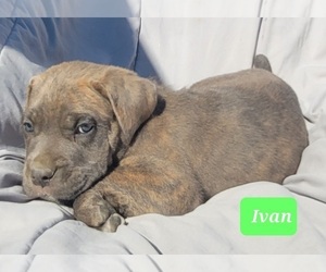 Cane Corso Puppy for sale in POMEROY, OH, USA