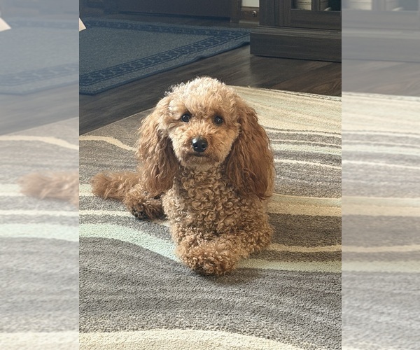 Medium Photo #1 Goldendoodle (Miniature) Puppy For Sale in HOLLY SPRINGS, MS, USA