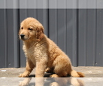 Small Photo #12 Golden Retriever Puppy For Sale in BLOOMINGTON, IN, USA