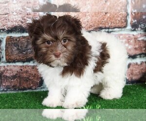 Havanese Puppy for sale in BEL AIR, MD, USA