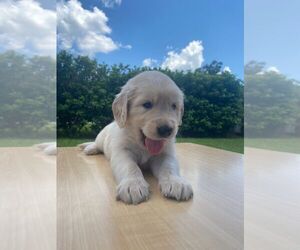 Golden Retriever Puppy for Sale in LUTZ, Florida USA