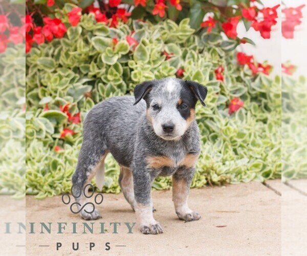 Medium Photo #1 Australian Cattle Dog Puppy For Sale in ATGLEN, PA, USA