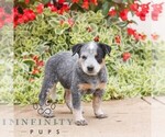 Image preview for Ad Listing. Nickname: Melvin