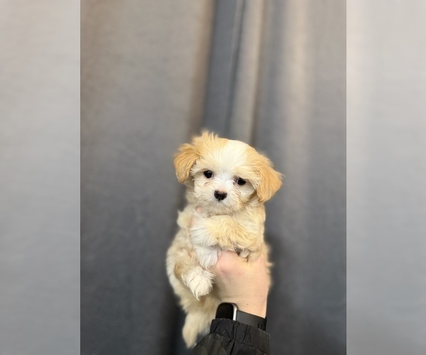Medium Photo #1 Yorkipoo Puppy For Sale in PORTLAND, OR, USA