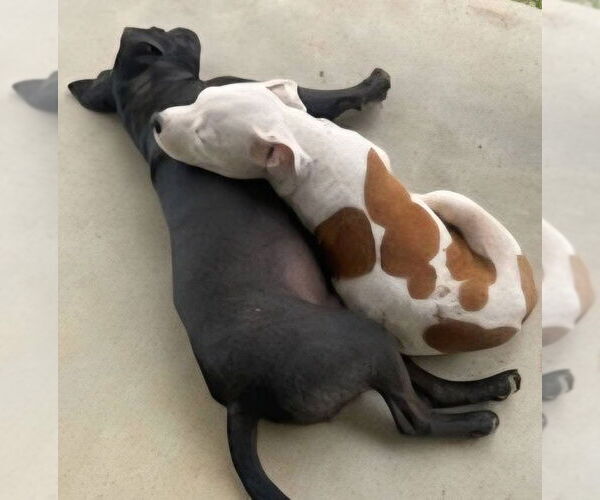 Medium Photo #3 American Bulldog-Unknown Mix Puppy For Sale in Alexander, AR, USA